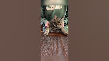 Thumbnail of Cat does CHA CHA SLIDE!!