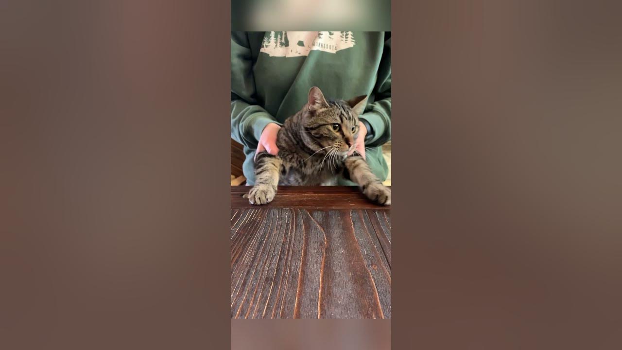 Cat does CHA CHA SLIDE!!