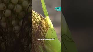 🌽 GALICIA | Adiántase a recolección do millo para evitar o "DESASTRE TOTAL"
