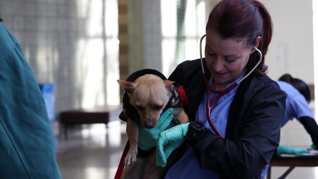 Pet Belonging to Veteran Gets Help from Feeding Pets of the Homeless