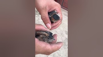 2970: Swift rescue of a fallen swallow nest reunions swallow family in China