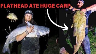 54 lb Flathead Swallows Live Carp 2024 Early FALL #catfishing