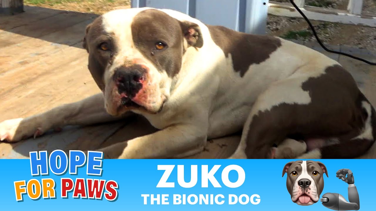 Pit Bull couldn't even stand up because of two deformed legs. 😨😨 #pitbull