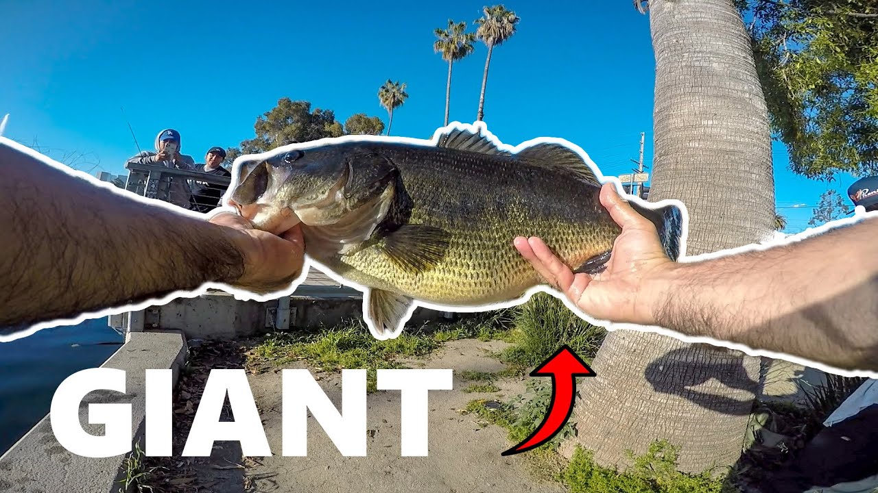 I Caught My BIGGEST Bass from a Pond in Los Angeles (9 Pounder)