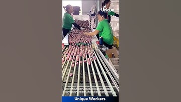 Food processing for beginners: a simple guide to plum sorting