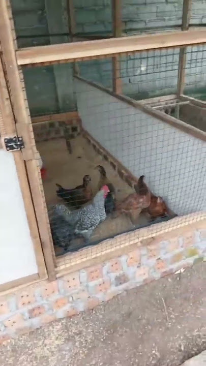kandang postal untuk ayam kampung #ayam #ayamkampung #shorts