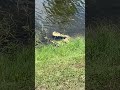 Fishing bird and a snakehead