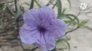 Koj rhuav kuv neej pua tag koj yeej yuav npam.18/4/2026.
