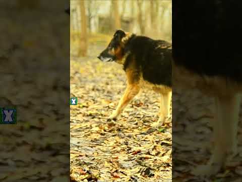 ⚠ тест: СОВЕТСКИЙ объектив 🔥 ГЕЛИОС 44-М-6 💪 и ЗЕРКАЛЬНАЯ КАМЕРА nikon D3100 😱 #shorts