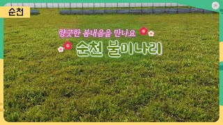 향긋한 봄 내음을 만나요! 순천 불미나리 [어바웃 우리동네] 2024.3.25.(월)