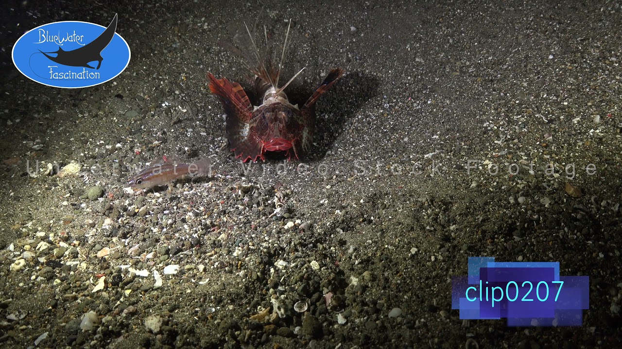 0207_Blackfoot lionfish. 4K Underwater Royalty Free Stock Footage