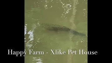 Cá chuối đắm đuối vì con quả không sai tí nào, cặp vợ chồng cá quả chăm con| Xlike Pet House