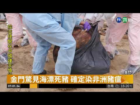 驚險攔截! 海漂金門死豬染非洲豬瘟| 華視新聞 20190104