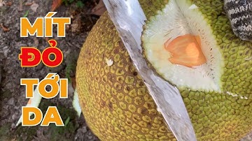 Cắt Mít Tại Vườn Miền Tây | Quả Mít Ruột Đỏ Siêu To Khổng Lồ!