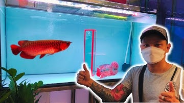 Setup Hồ Cá La Hán và Cá Rồng Đẹp, Hiệu Quả và Tối Ưu 99% - Flowerhorn Tank Setup
