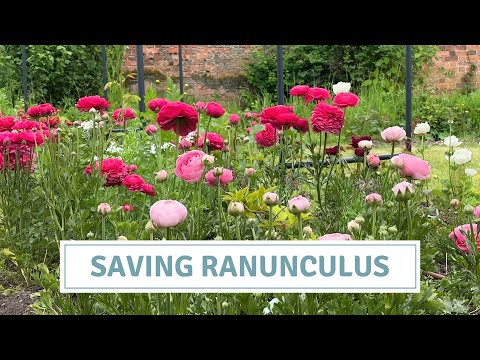 Vídeo: Emmagatzematge de bombetes de ranunculus: podeu estalviar bulbs de ranunculus durant l'hivern
