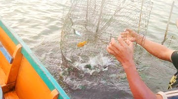 JEBAKAN IKAN DAPAT RATUSAN EKOR DI DANAU TEMPE