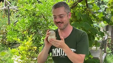 Tomato seed saving using fermentation method