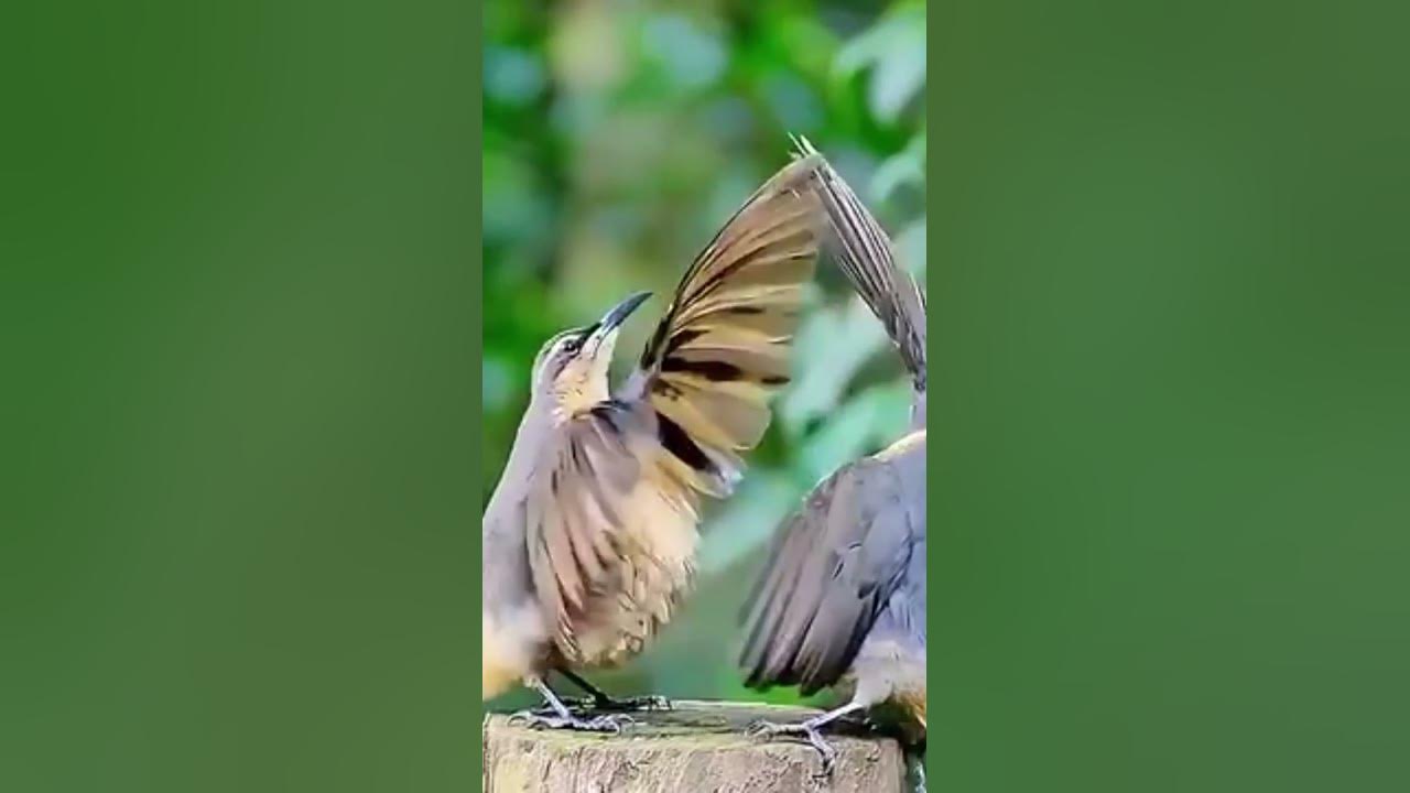 #DANCING BIRDS# #FUNNY BIRDS# - YouTube