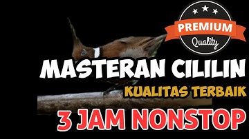 Masteran Cililin Nembak Panjang 3 Jam Nonstop Jernih Paling Mudah Ditiru