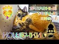 №17 СМеШныЕ КОТЯТА!!! МаРкиЗА и КарАМеЛьКА ВЕСЕЛЯТСЯ:))) ПРИКОЛЫ!!!