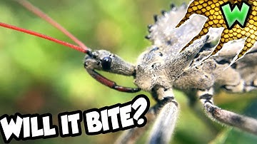 Are Assassin Bugs Dangerous?