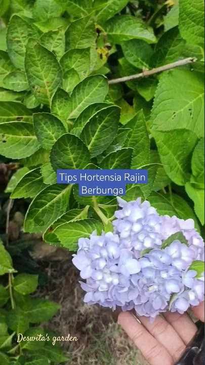 Tips Hortensia/Hydrangea Rajin Berbunga💙☺️