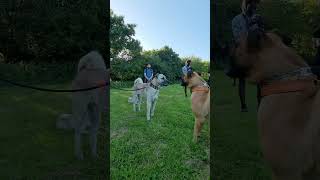 Kangal vs Presa Canario  #kangal #shorts