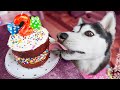 How to Make a Red Velvet Birthday Cake for Dogs 🎂 DIY Dog Treats