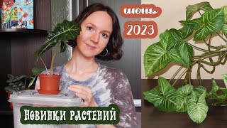 Новинки растений июнь 2023 | Распаковка двух посылок