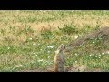 Barking Prairie Dog