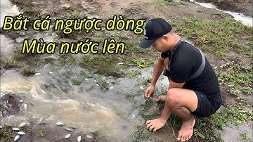 Mùa Nước Lũ Quê Em, Cá Bơi Đầy Đường