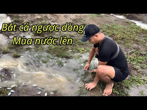 Mùa Nước Lũ Quê Em, Cá Bơi Đầy Đường