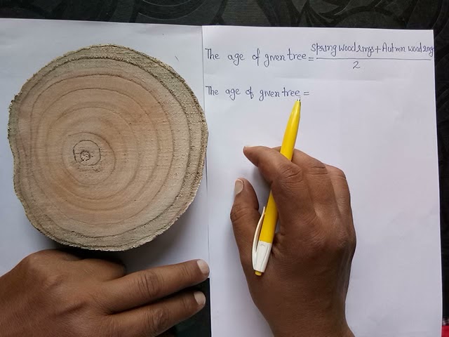 Tree rings to count the age of a tree Stock Photo - Alamy