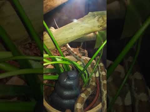 camera iphone 8 plus apk Pantherophis guttatus