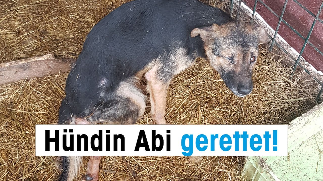 hund aus dem auslandstierschutz aufnehmen wichtige tipps