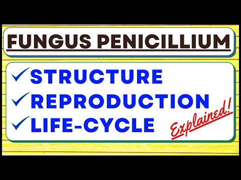 Penicillium Chrysogenum Fungus | Reproduction | Biological Classification Kingdom Fungi | Life Cycle