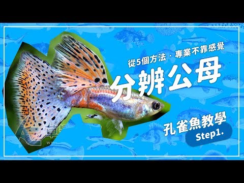 5個秘訣分孔雀魚公母！│養魚人森 5 secrets of how to identify guppies sex