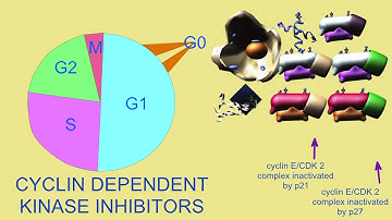 G0/G1 CHECKPOINT in CELL CYCLE and CANCER