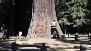 The biggest trees in the world