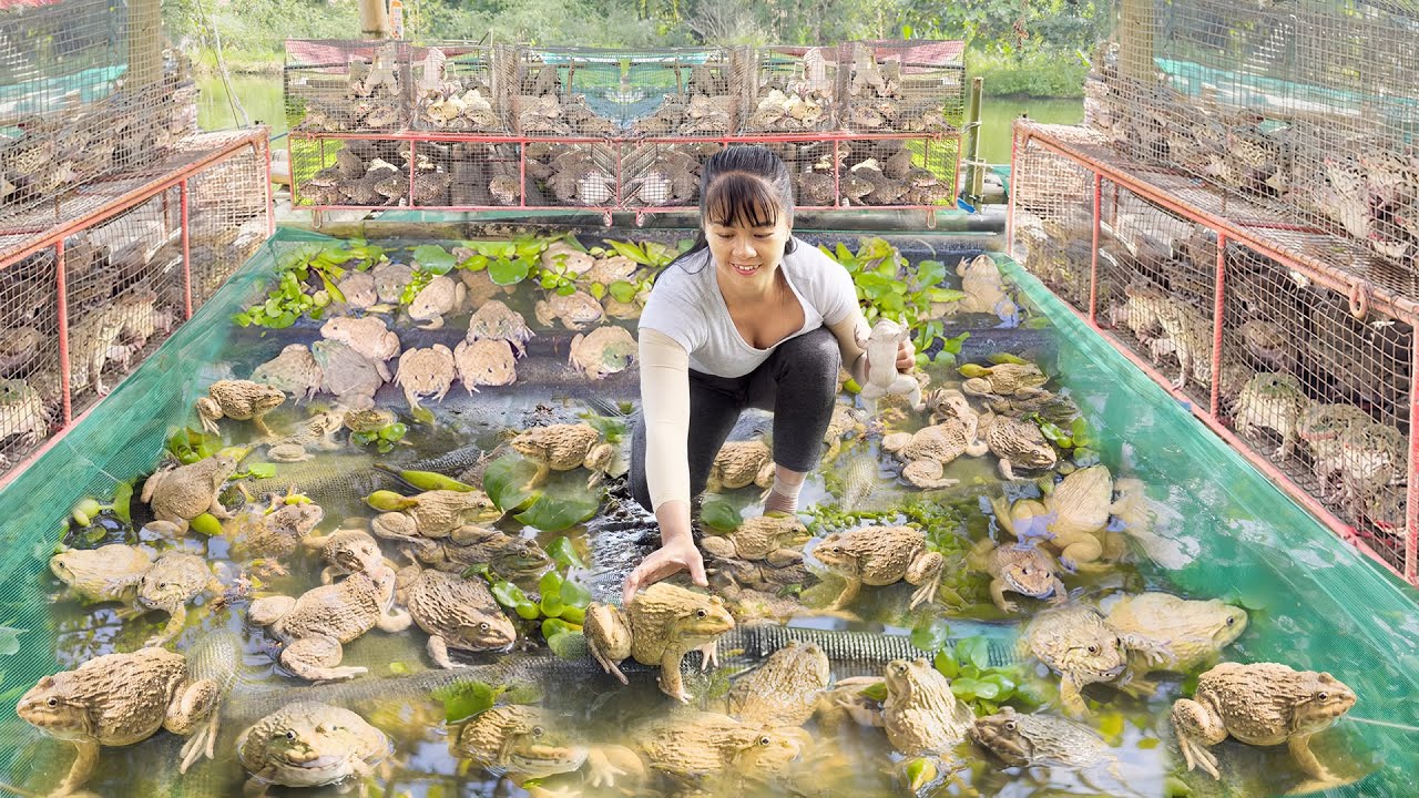 Harvesting 1000 Big Frogs, Use 3-Wheeled Truck Transport Many Frogs Goes To Market Sell