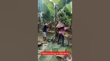 Mattocking in banana #THE AGRI ACADEMY#AGRICUTURE#Short video #Horticuture