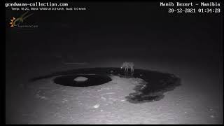 NamibiaCam: Howling spotted hyena and meteor after it leaves waterhole - 20 Dec 2021