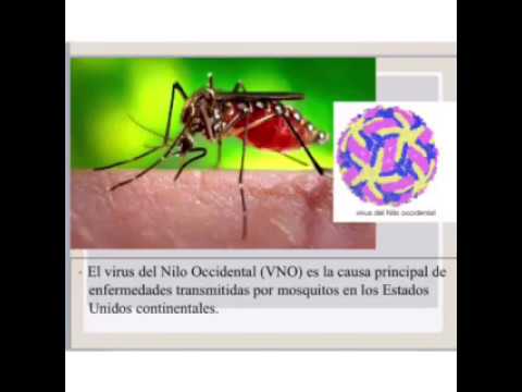 Video: Virus Del Nilo Occidental - Veterinario Diario
