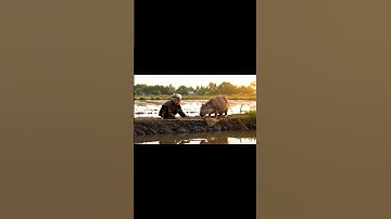 Capybara bắt ếch cùng Bà  #capybara #haihuoc #batamvacapybara