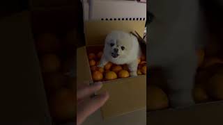 Diligent Dog Guards the Tangerines