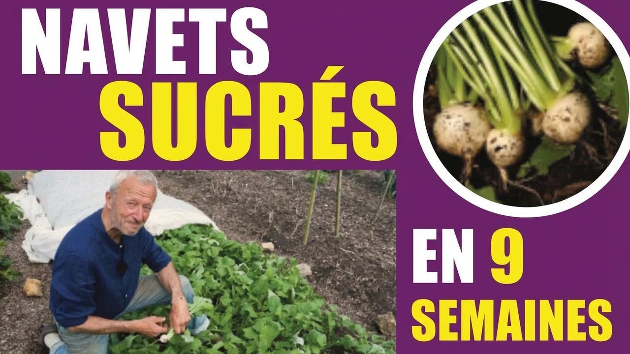 Réussir la culture des navets au printemps et en automne : semis, repiquage et récolte sans bêchage