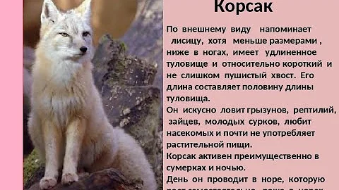 Корсак или степная лисица.