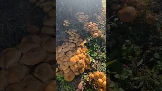 Massive Armillaria mellea - Honey mushroom fruiting! #whatsinyourbasket #mycology #fungi #mushrooms