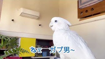 面白い鳥 Youtube 面白い鳥 Youtube